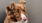 a brown and white dog