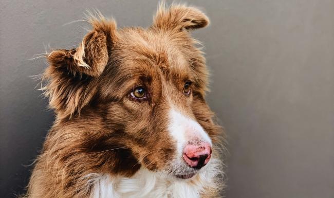 a brown and white dog