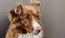a brown and white dog